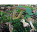 Мицелий Опенка толстоногого (Armillaria lutea)